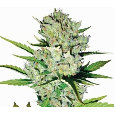 Nirvana Skunk #1 AUTO semena neobsahují THC 5 ks – Zboží Dáma