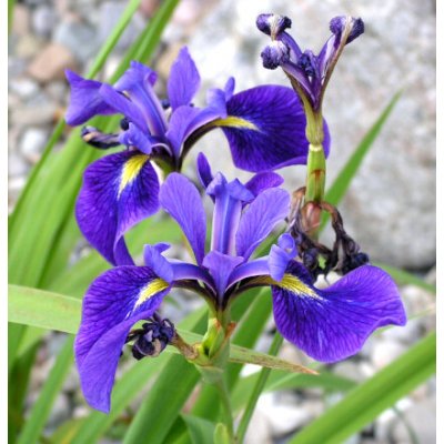 Iris versicolor – košík 9x9 cm – Hledejceny.cz