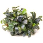 Bucephalandra spec. Serimbu Brown – Zboží Dáma