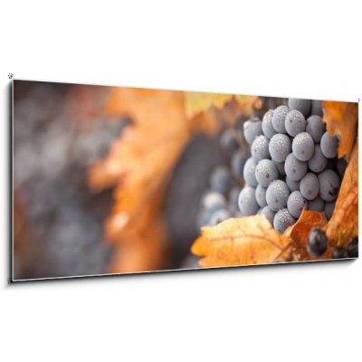 Obraz 1D panorama - 120 x 50 cm - Lush, Ripe Wine Grapes with Mist Drops on the Vine Svěží, zralé vinné hrozny s mlhou klesá na vinici – Hledejceny.cz