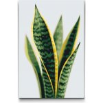Vymalujsisam.cz Malování podle čísel Sansevieria Tchýnin jazyk 40 x 60 cm Pouze srolované plátno – Zboží Dáma
