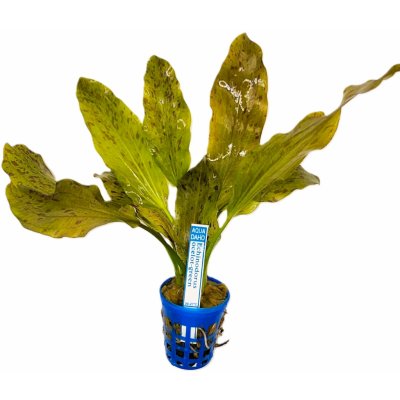 Echinodorus ocelot green - Šípatkovec ocelot green – Zboží Dáma