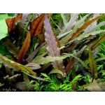 Cryptocoryne petchii - Kryptokoryna Petchova – Zboží Dáma