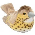 ptáček Drozd zpěvný – Sleviste.cz