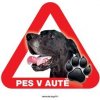 Autovýbava Grel nálepka na plech pozor pes v autě německá doga