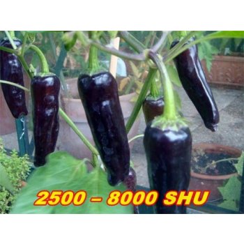 PÁLIVÉ CHILLI PAPRIČKY JALAPEŇO PURPLE/10 SEMEN/