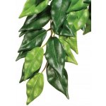 HAGEN Rostlina Ficus velká 70 cm – Zbozi.Blesk.cz