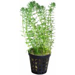 Myriophyllum sp. Guyana – Sleviste.cz