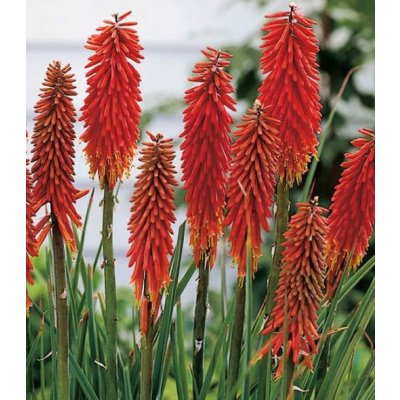 Kleopatřina jehla, Kniphofia Nancy Red, Jacek, červeno - oranžová, 1 ks – Zboží Mobilmania