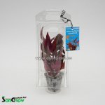 Alternanthera rosaefolia - Plevuňka růžolistá – Zboží Dáma Alternanthera rosaefolia - Plevuňka růžolistá – Zboží Dáma