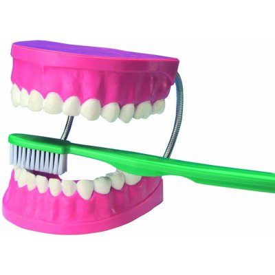 Vzdělávací sada Velký model pro dentální péči – Hledejceny.cz