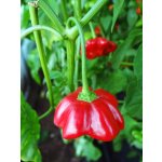 Atomic Starfish – HobbyKompas.cz