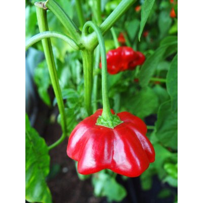 Atomic Starfish – HobbyKompas.cz