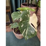 Monstera Thai Constellation – Zboží Mobilmania