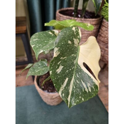 Monstera Thai Constellation – Zboží Mobilmania