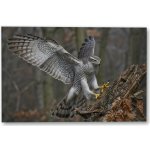 Plakát – Dravec na zlomeném kmeni Bez rámu Ne Bez rámu 30 × 20 cm – Hledejceny.cz