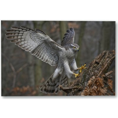 Plakát – Dravec na zlomeném kmeni Bez rámu Ne Bez rámu 30 × 20 cm – Hledejceny.cz