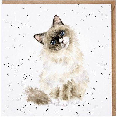 Přání Wrendale Designs "Paws for Thought", 15x15 cm - Kočka – Zboží Mobilmania