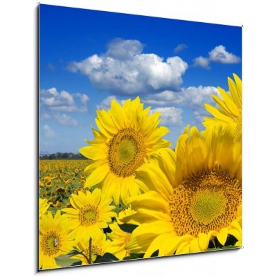 Obraz 1D - 50 x 50 cm - Some yellow sunflowers against a wide field and the blue sky Některé žluté slunečnice proti širokému poli a modré obloze