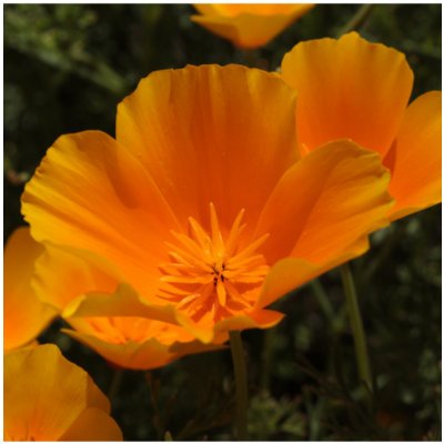 Sluncovka kalifornská oranžová - Eschscholzia californica - osivo sluncovky - 200 ks