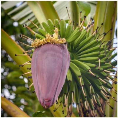 Banánovník Dwarf Cavendish Musa Acuminata semena banánovníku 5 ks
