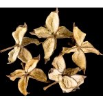 Vánoční Dekorace Cotton Flower 5 ks – Zboží Dáma