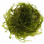 Taxiphyllum alternans - Taiwan moss – Zboží Dáma