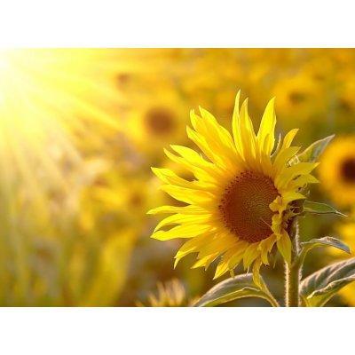 WEBLUX 17477297 Fototapeta vliesová Sunflower on a meadow in the light of the setting sun Slunečnice na louce ve světle zapadajícího slunce rozměry 100 x 73 cm – Zboží Mobilmania