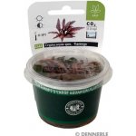 Cryptocoryne spec. Flamingo – Zboží Dáma