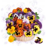 Ubrousek 33x33cm Macešky v košíku – Zbozi.Blesk.cz