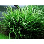 Microsorium pteropus Narrow - Hnědovka křídlatá – Sleviste.cz