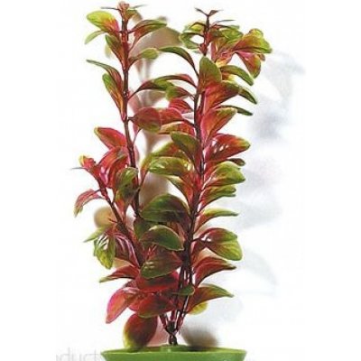 Hagen rostlina Red Ludwigia 20 cm – Hledejceny.cz