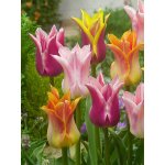 LILY FLOWERING MIXED - LILIOVITÝ TULIPÁN MIX Množství cibulek v jednom balení: 5 ks – Zboží Dáma