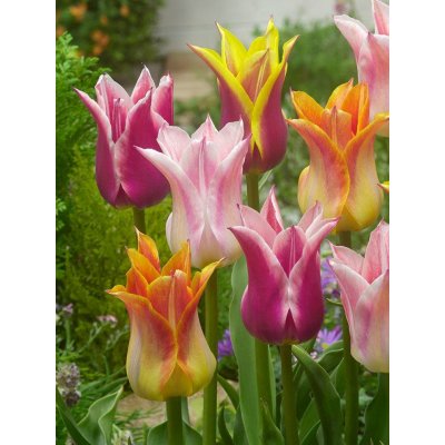 LILY FLOWERING MIXED - LILIOVITÝ TULIPÁN MIX Množství cibulek v jednom balení: 5 ks – Zboží Dáma