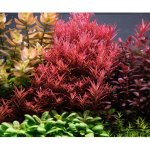 Rotala rotundifolia Blood Red – Zboží Dáma