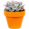 Květina Gardners Echeveria mix, průměr 6 cm Dužnatka, Pupovice