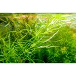 Pogostemon octopus – Hledejceny.cz