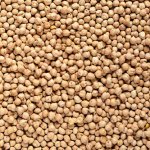 Country Life Hrách římský cizrna Bio 5 kg – Zboží Dáma