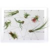Obraz Gardners Obraz z živých rostlin Jogín 7 tillandsií, 30x40cm, bílá