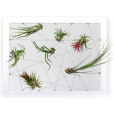 Gardners Obraz z živých rostlin Jogín 7 tillandsií, 30x40cm, bílá – Zboží Mobilmania