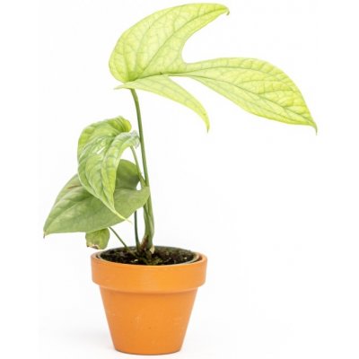 Gardners Monstera Amydrium Medium Silver, průměr 6 cm Monstera skvostná – Zboží Mobilmania