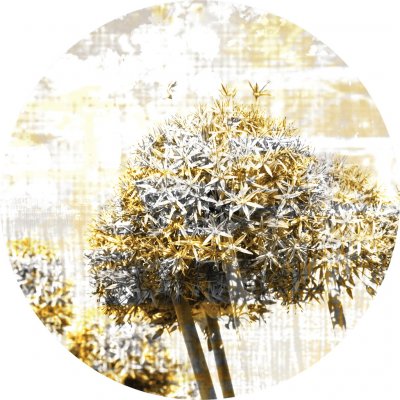 AG Design CR3203 Samolepicí vliesová fototapeta Kouzlo pampelišky, rozměry 70 x 70 cm – Zbozi.Blesk.cz