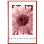 Tradag Rám červený s plastem 40x60 – Zboží Živě