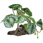 Repto Plant On Deco Begonia 19 cm – Zboží Dáma
