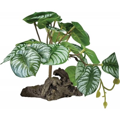 Repto Plant On Deco Begonia 19 cm – Zboží Dáma