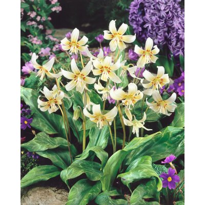 Kandík 'White Beauty' 3 ks – Zboží Dáma