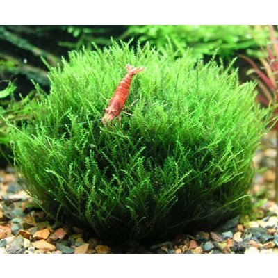 Leptodictyum riparium Stringy mech 7 cm – Sleviste.cz