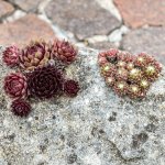 Netřesk Skalní růže směs Sempervivum hybridum semena netřesku 30 ks – Hledejceny.cz