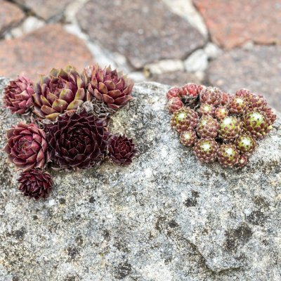 Netřesk Skalní růže směs Sempervivum hybridum semena netřesku 30 ks – Hledejceny.cz