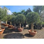 Olivovník Evropský - Bonsai Tarrina - Tarrina Q60/Q50 – Hledejceny.cz